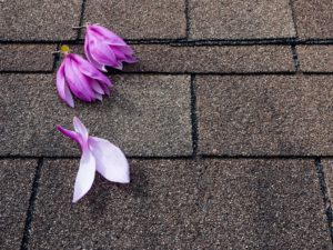 Pink and purple magnolia flowers on asphalt shingles roof